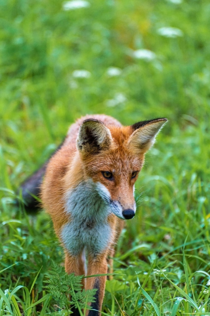 Рыжий красавец в государственном музее-заповеднике «Павловск». Санкт-Петербург Лиса, Павловск, Фотосессия, Заповедники и заказники, Санкт-Петербург, Длиннопост