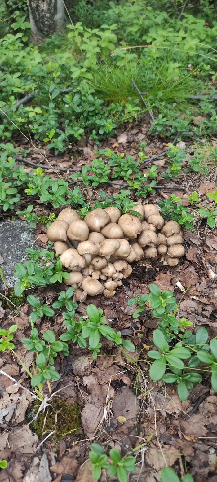 Опята или нет? | Пикабу