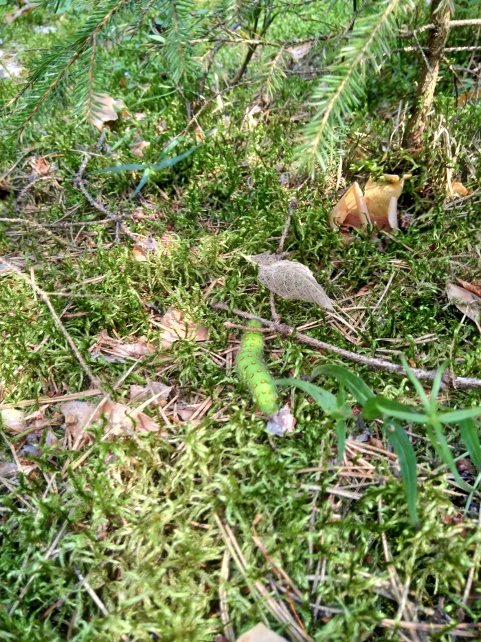 ������ ��������