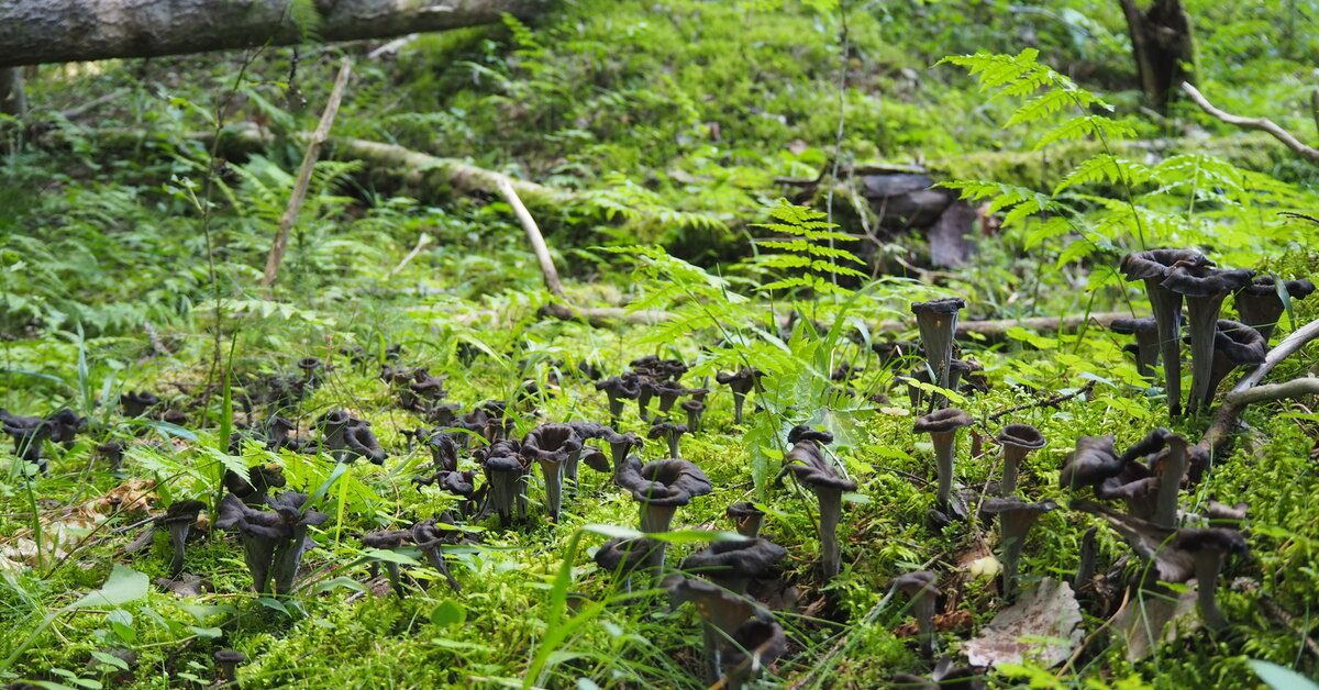 Вороночник рожковидный. Повезло так повезло! | Пикабу