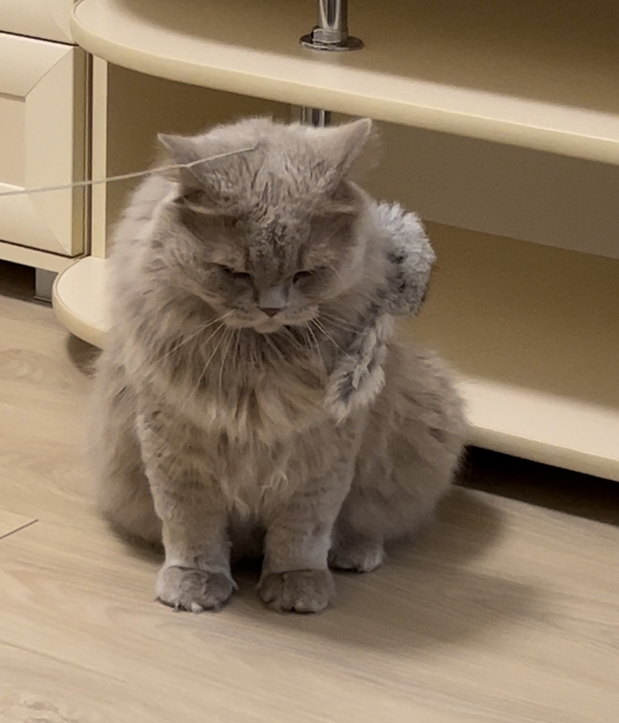 ����� ����� �����