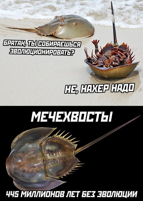 Мечехвосты | Пикабу