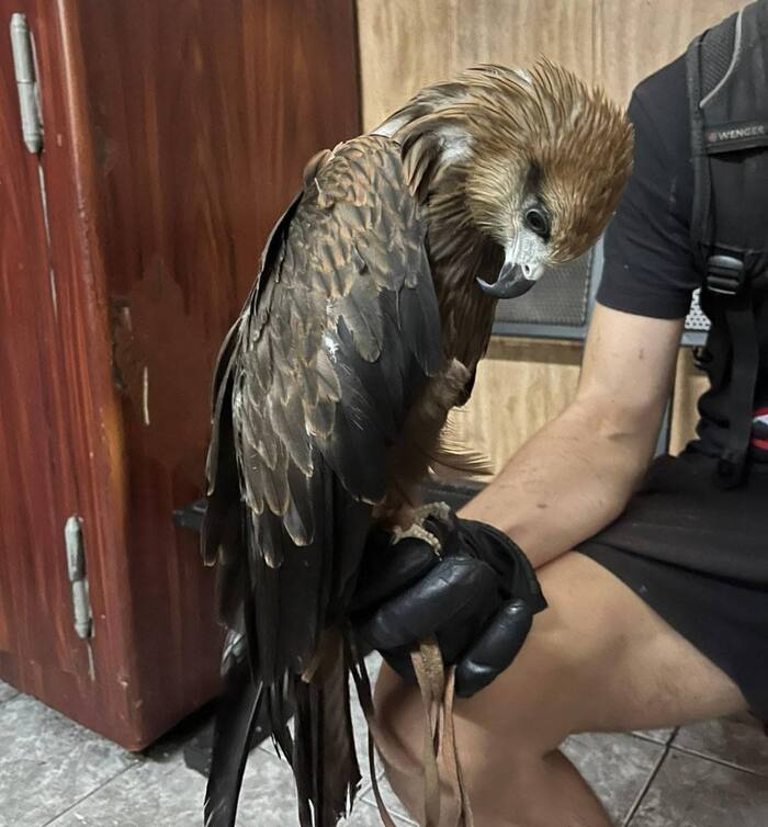 Краснокнижного редчайшего черного коршуна спасли в Тверском районе. Пернатого специалистам передал житель города