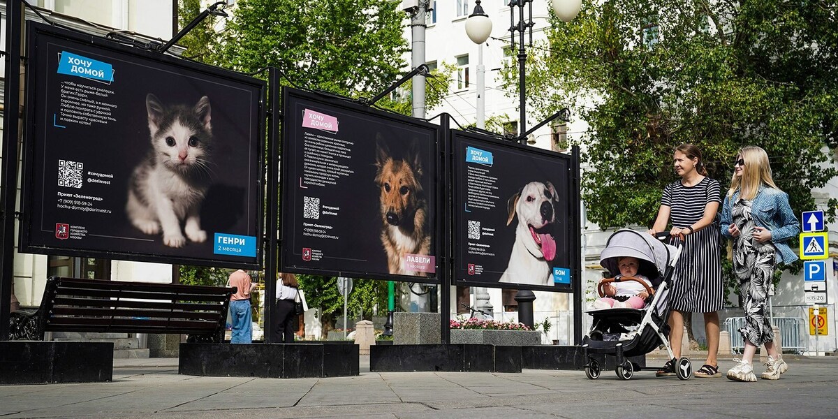 Город собак выставка. Фотовыставки собак из приютов. Выставка бездомных животных 2022. Выставка фотографий. Выставка город собак.