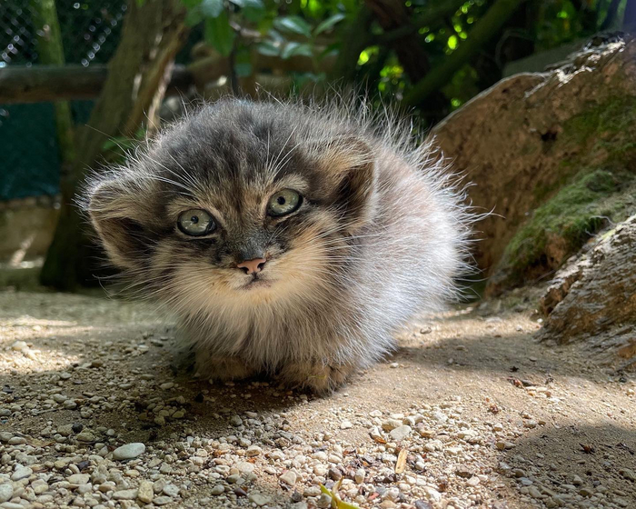 ������� �����������