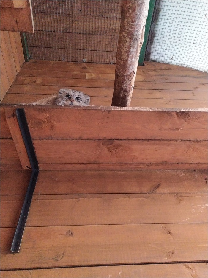 Что, опять гладить?!