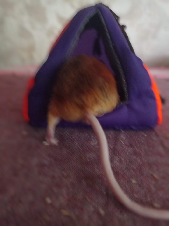 Убежал на радугу