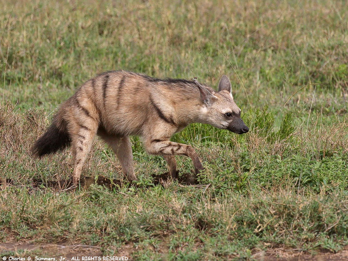 Земляной волк зарывает продукты жизнедеятельности
