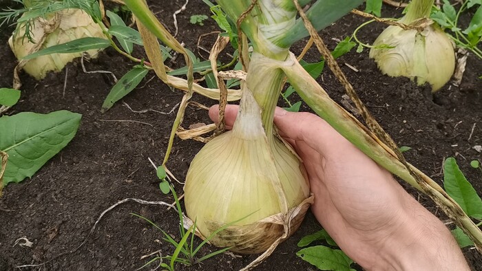 Лук Эксибишен завалил урожаем! Уборка лука из семян