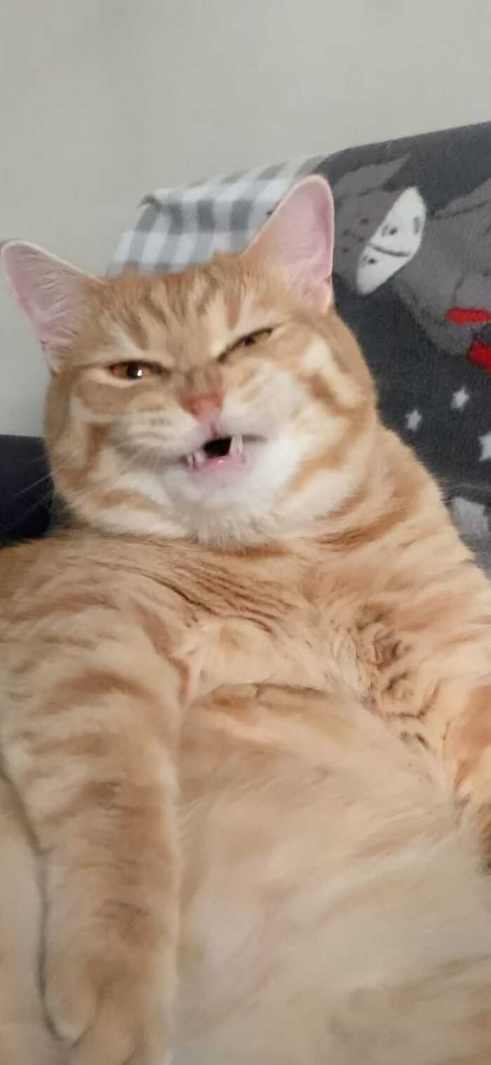 Барсик улыбается