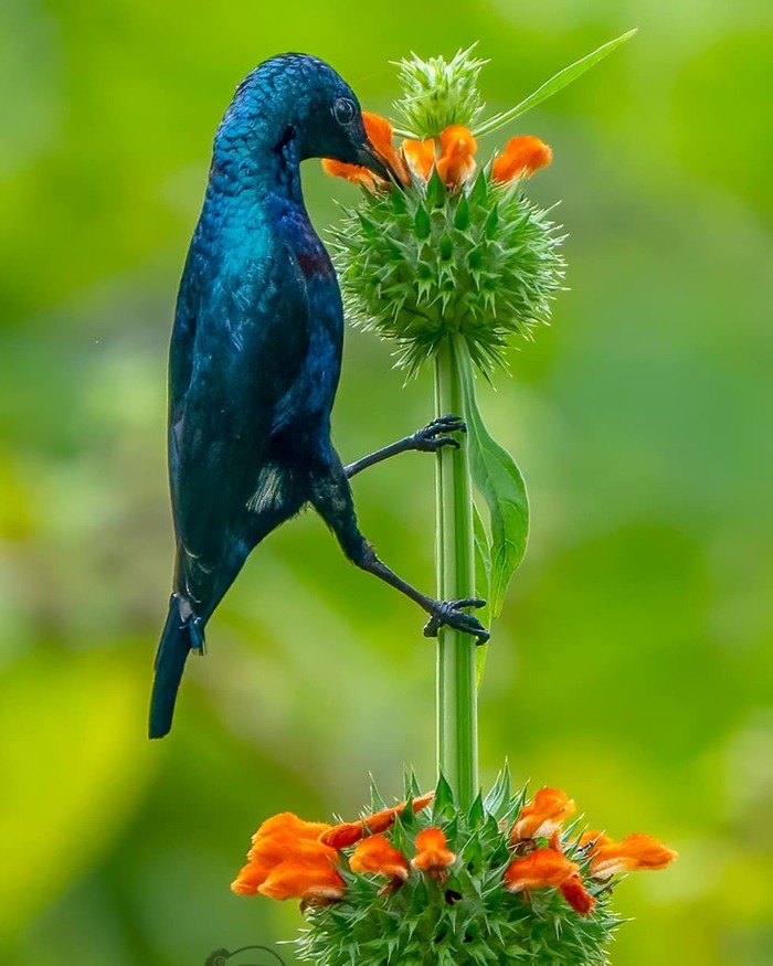 ��������� ����������