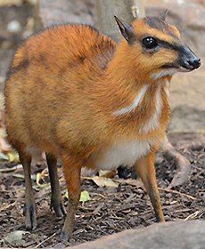 Малый оленёк(лат. Tragulus javanicus)