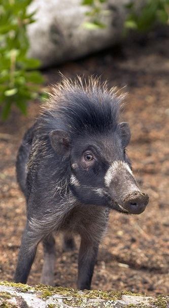 Висайская бородавчатая свинья (лат. Sus cebifrons)