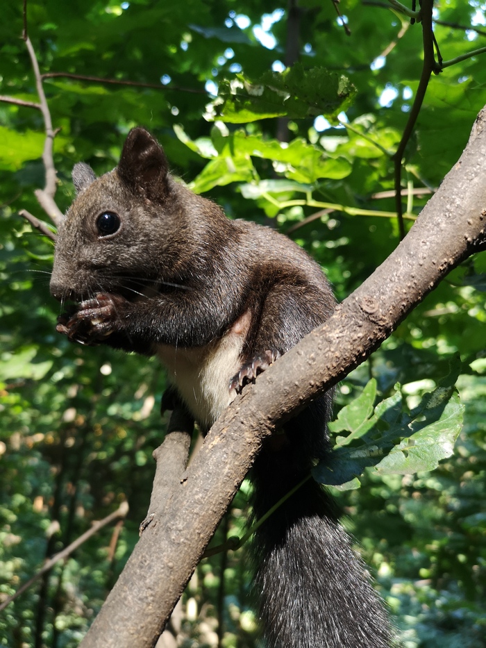 Бельчанский