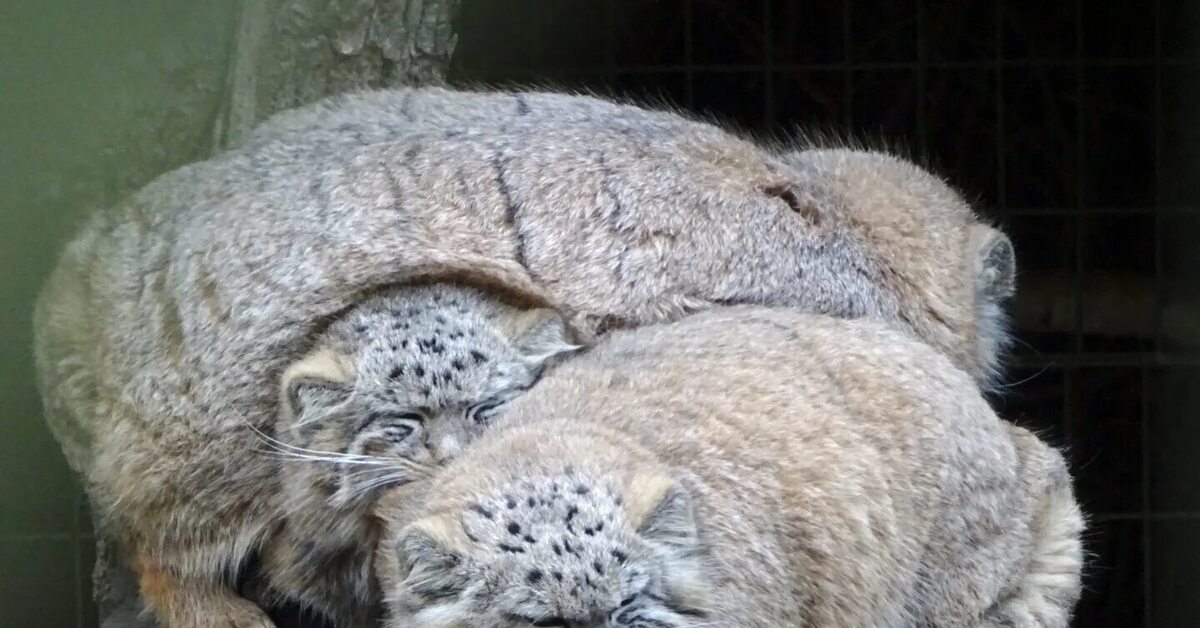 Манулы фото в домашних условиях с человеком