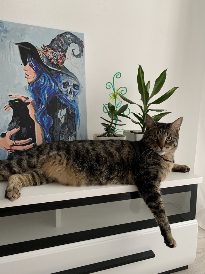 ������������, ����