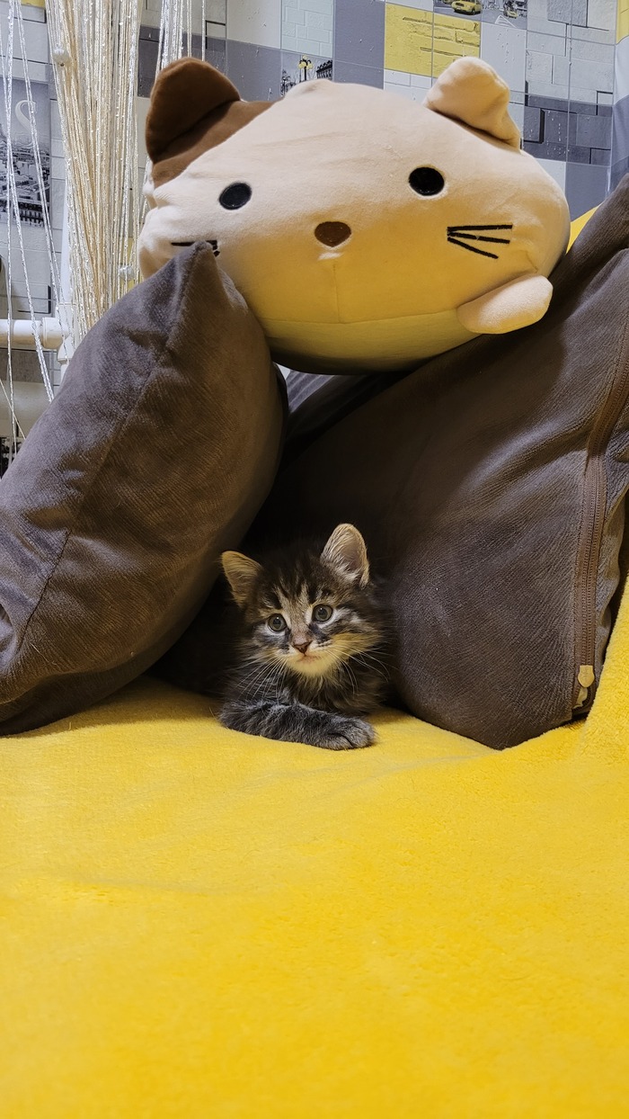 ������ ���