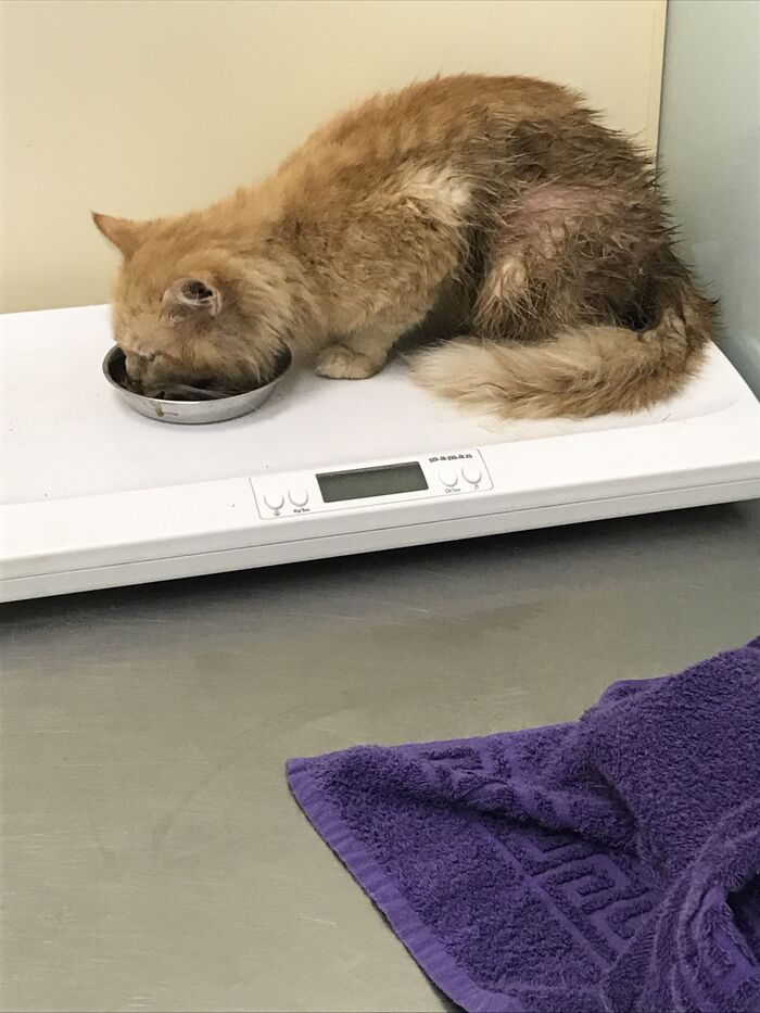 Отбил от собак