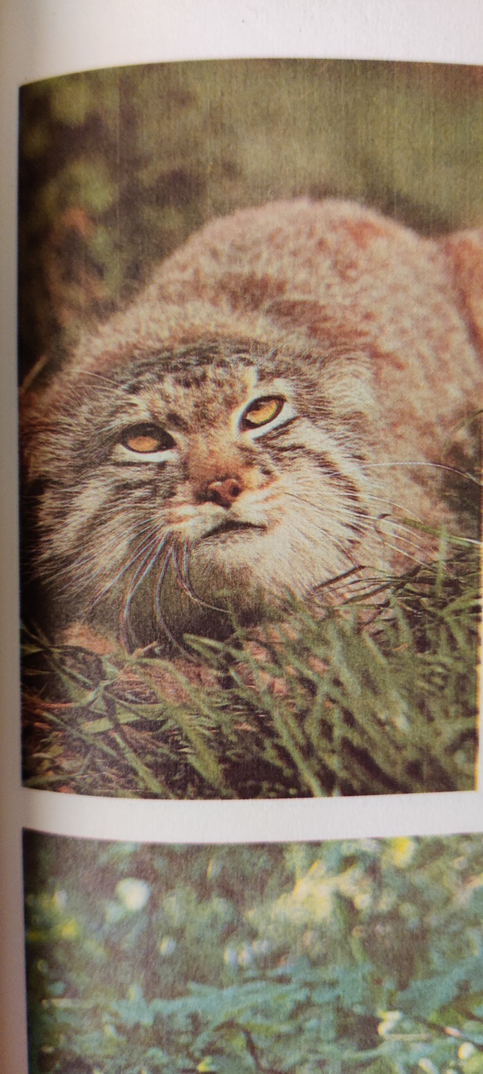 �����, ������������ ����� ��������, 1989