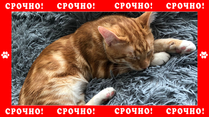 В Новокосино пропал рыжий кот Кот, Потерялся кот, Без рейтинга, Реутов, Помощь, Новокосино