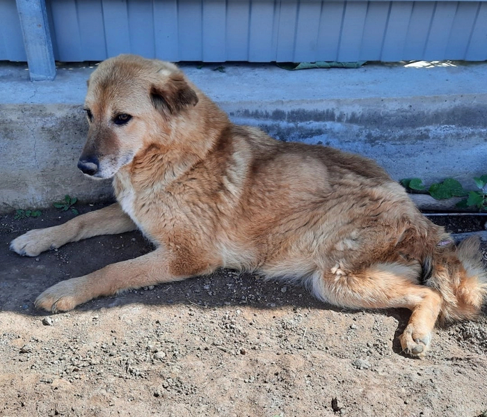 ������� �������� ����