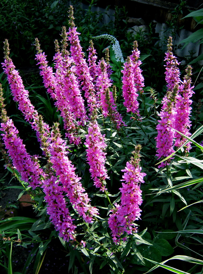      (Lythrum salicaria)  , , , , , , ,  , 