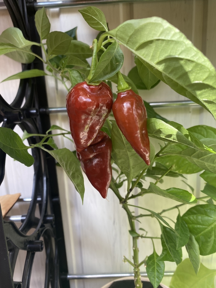 Bhut jolokia chocolate Bhut Jolokia,  