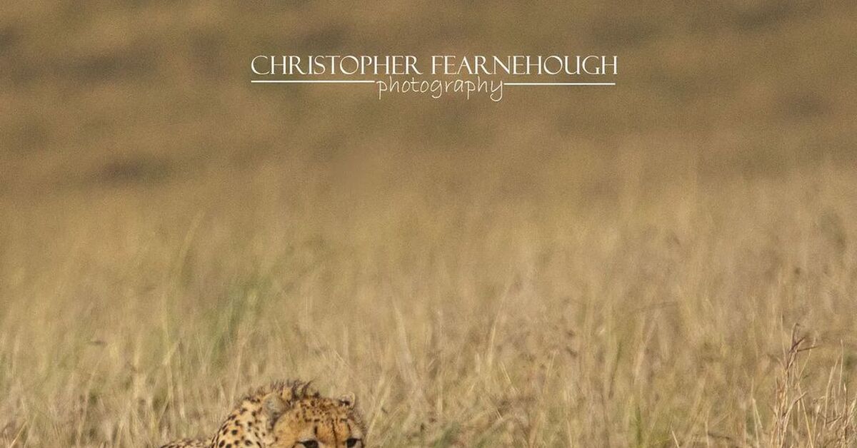 Погоня | Пикабу