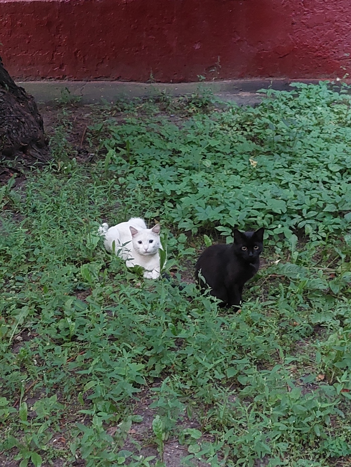 ��� � ���