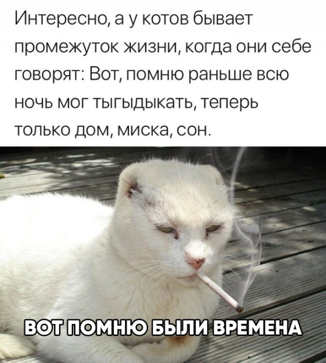 Кошачья рефлексия