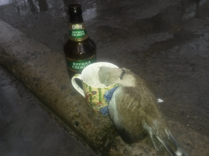 Голубь-алкаш горе в семье