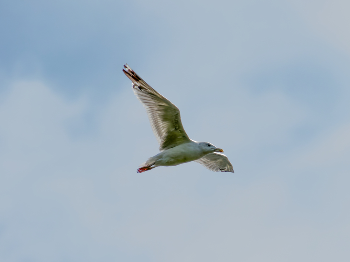 Сизая чайка