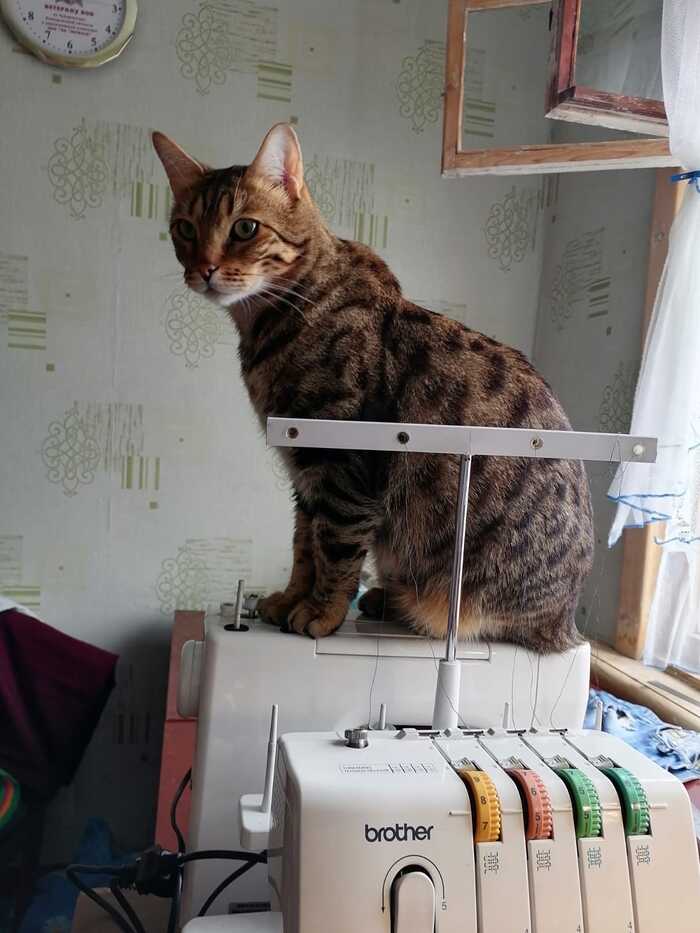 ��� �������� ����