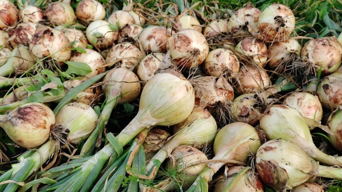 Завалились луком Эксибишен! Косой срез пера у луковиц