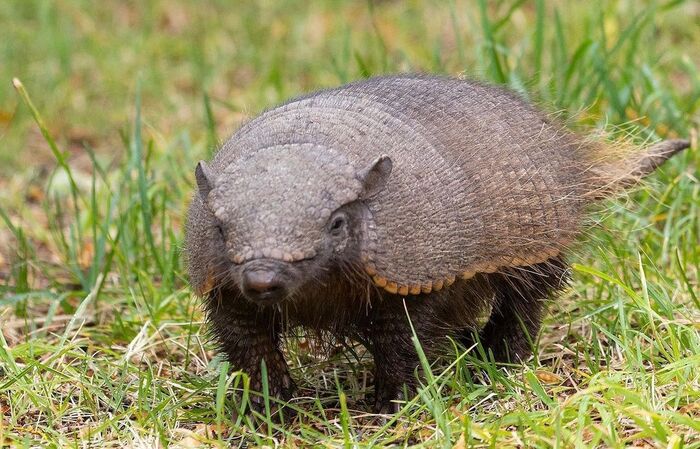 ������������� ����������