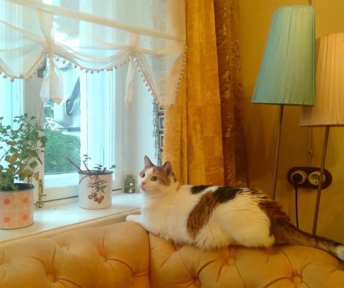 Как стать котом