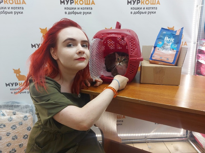 Как стать котом