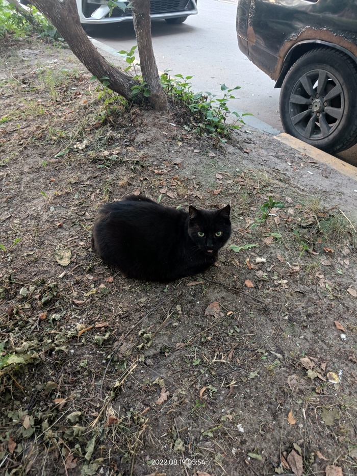 Кот. НН, Сормово, Культуры, 6