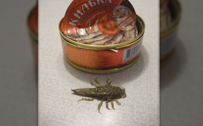 Морской таракан: Это странное существо часто встречается в рыбных консервах. Но ничего страшного и плохого в этом нет Раки, Консервы, Книга животных, Яндекс Дзен, Длиннопост, Изопод