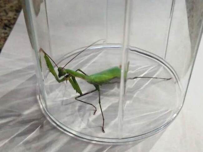 Нашли богомола в квартире Богомол, Насекомые, Сибирь, Загадка