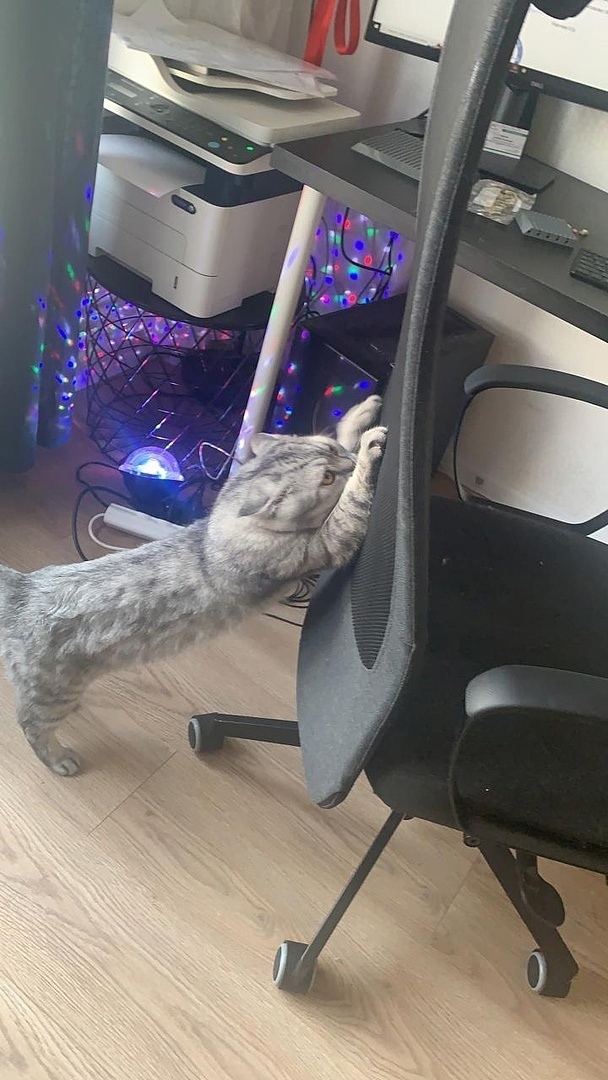 Как стать котом