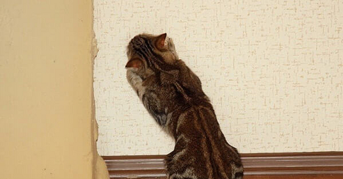 Кошки дерут стены