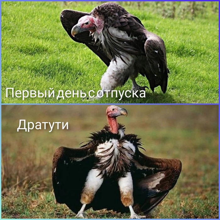 Когда вышел первый день с отпуска