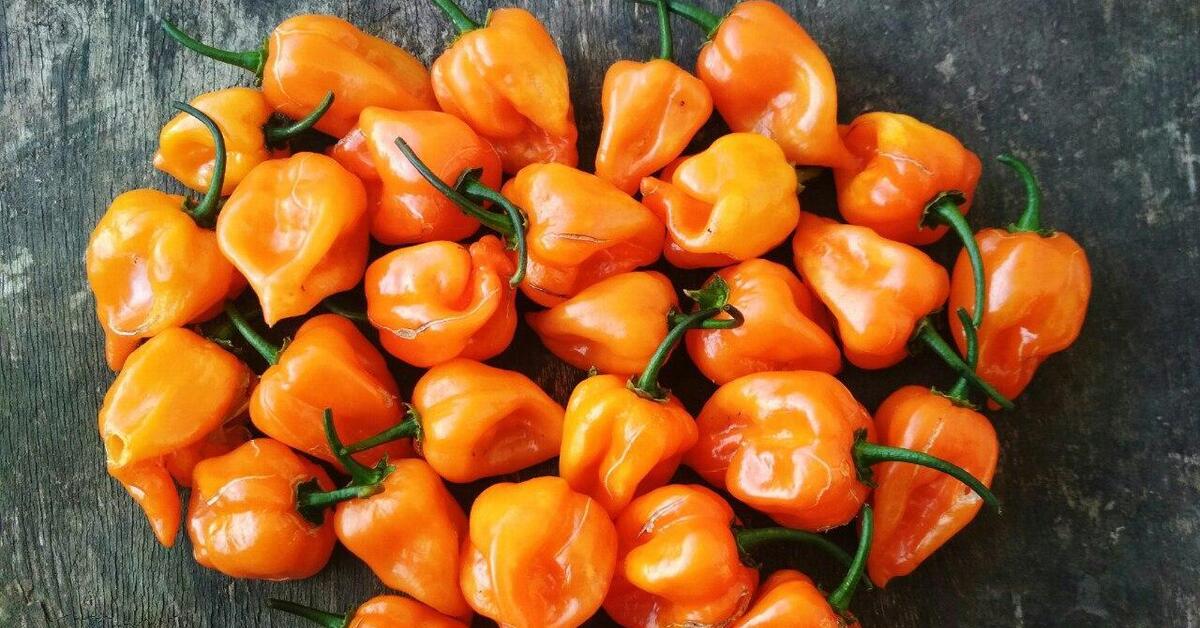 Orange pepper. Хабанеро оранж. Перец острый Хабанеро оранжевый. Хабанеро оранж перец. Перец острый Хабанеро красный.