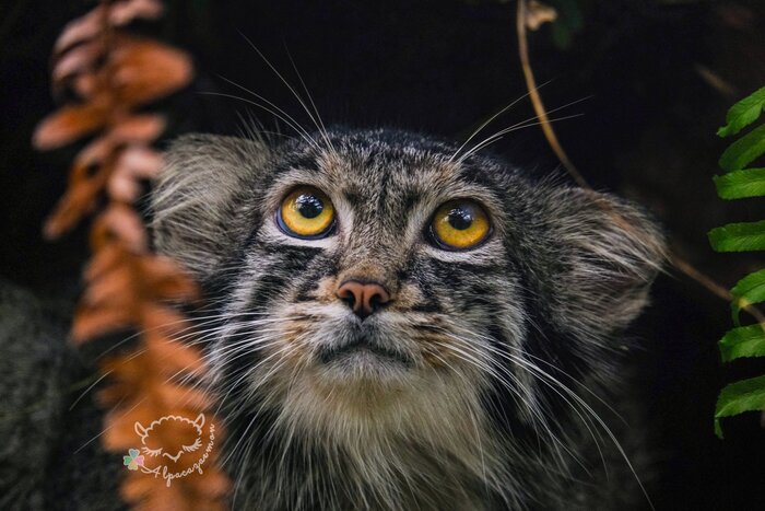 ����� �� ������� ���� ���������