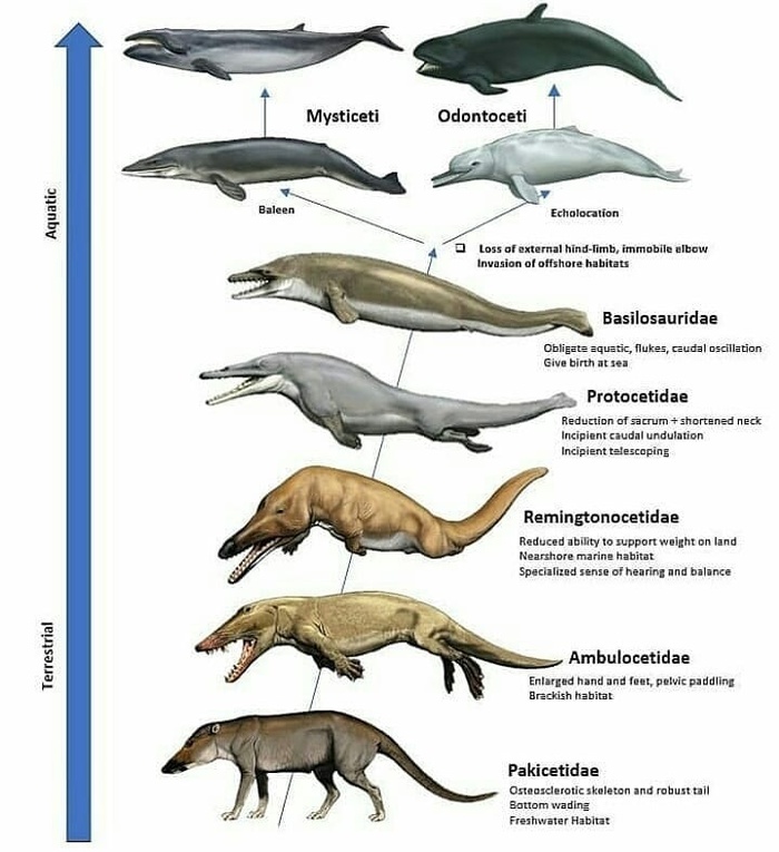 Эволюция китообразных Эволюция, Схема, Китообразные