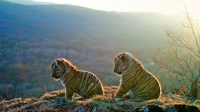 В ожидании мамы