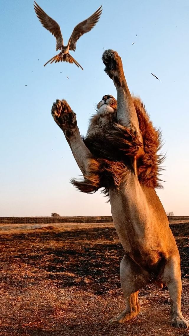 Лети, мой голубь, лети