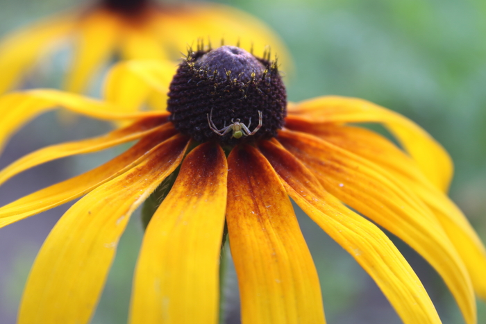 Маленький охотник