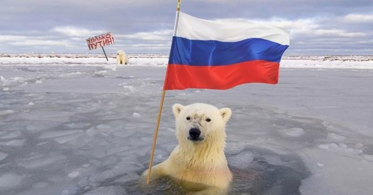 Весел рф. Медведь с флагом. Медведь Россия. Российский флаг с медведем. Медвежонок с флагом России.